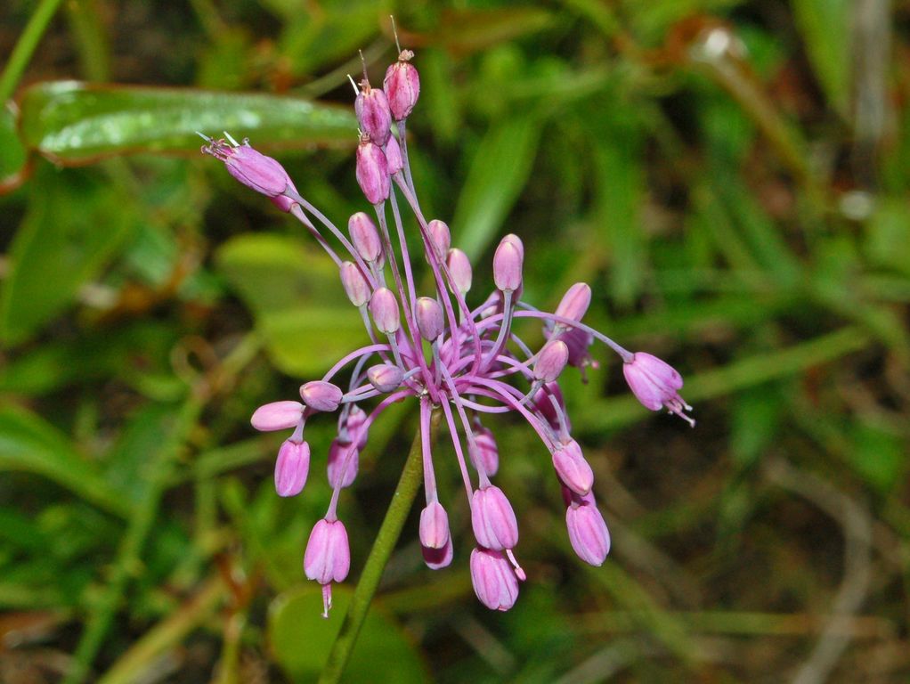 Allium carinatum subsp. pulchellum / Aglio grazioso